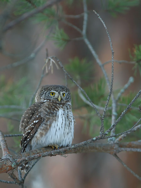 Varpuspöllö, Eurasian Pygmy Owl, Glaucidium passerinum 